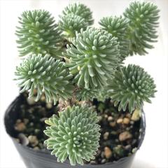 �����A�� se�Z�_�� ������ �����`�Z�v�X �����A�� �Z�_�� 7.5cm�|�b�g
