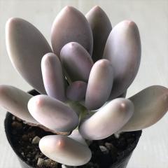 �����A�� hm�p�L�t�B�c�� �����l �����A�� �p�L�t�B�c�� 6cm�|�b�g