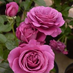 �\��̔� �o�� �c �o�� �V�c �R���f�X �v���� �p�[�t�F�N�g �K�N �΂� �������� �����o���� �V�c �� kss 4�����{�ȍ~����