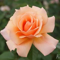 �\��̔� �o�� �c �o�� �V�c ���C�A�� �A�v���R�b�g �L�����f�B �o�^�i�� �K�N �΂� �������� �����o���� �V�c �I�����W kss 4�����{�ȍ~