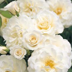 �\��̔� �o�� �c �o�� �V�c J&P �t�@�r�����X�I �o�^�i�� �K�N �΂� �������� �����o���� �V�c �� kss 4�����{�ȍ~����