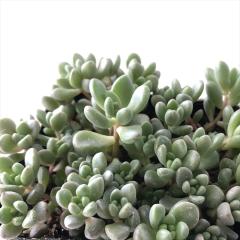 �����A�� se�Z�_�� �΂�܂���^�ʗt �W�F�b�g�o�[�X �����A�� �Z�_�� 9cm�|�b�g