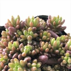 �����A�� se�Z�_�� �΂�܂����̋� �����A�� �Z�_�� 9cm�|�b�g