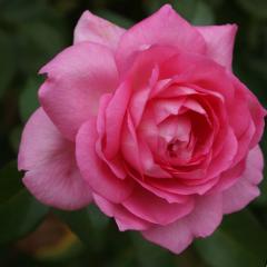 �\��̔� �o�� �c �o�� �V�c �R���f�X �r�o���[ �o�^�i�� �K�N �΂� �������� �����o���� �V�c �s���N kss 4�����{�ȍ~����