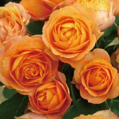 �\��̔� �o�� �c �o�� �V�c ���C�A�� �x�r�[���}���e�B�J �o�^�i�� �K�N �΂� �������� �����o���� �V�c �I�����W kss 4�����{�ȍ~����