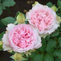 �\��̔� �o�� �c �o�� �V�c ���T �I���G���e�B�X �t�H�[�V�[�Y���Y �i��o�^�o�蒆 �l�G�炫 �K�N �΂� �������� �s���N has 4�����{��