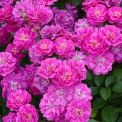 �\��̔� �o�� �c �o�� �V�c �͖{�o���� ���B�� �i�^�[�� �i��o�^�o�蒆 �l�G�炫 �K�N �΂� �������� �s���N has 4�����{�ȍ~����