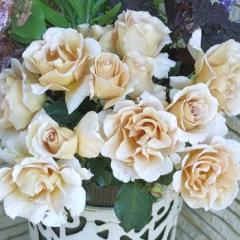 �\��̔� �o�� �c �o�� �V�c �͖{�o���� �G�o���^�C�� �h�[�� �l�G�炫 �K�N �΂� �������� ���� has 5�����{�ȍ~����