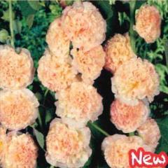 �\��̔� �h�����̍炭�� �A���Z�A �c �_�u���T�[�����s���N �z���z�b�N 9cm�|�b�g ���N�� �K�[�f�j���O �ԕc �h�����c hys3 3�����{�ȍ~