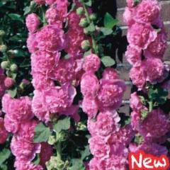 �\��̔� �h�����̍炭�� �A���Z�A �c �_�u���s���N �z���z�b�N 9cm�|�b�g ���N�� �K�[�f�j���O �ԕc �h�����c hys3 3�����{�ȍ~����