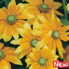 �\��̔� �h�����̍炭�� ���h�x�L�A �c �v���[���[�T�� 9cm�|�b�g ���N�� �K�[�f�j���O �ԕc �h�����c hys4 4�����{�ȍ~����