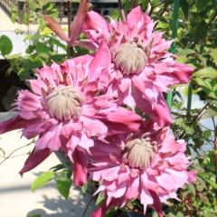 �N���}�`�X �c �e�B�[�^�C���I�u���i���U �i��o�^�o�蒆 �t�����_�n ��������̃N���}�`�X 2�N���c 10.5cm�|�b�g ochi