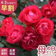 �_ ���� �^ ��̓� �v���[���g �o�� ���C�A�� �`�F���[�{�j�J �o�^�i�� 6���� �����o���� �������� ��̓��M�t�g �K�N �� ���A�� keb ��