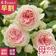 �_ ���� �^ ��̓� �v���[���g �o�� �R���f�X �p�V���~�i 6���� �����o���� �������� ��̓��M�t�g �K�N �� ���A�� keb ���{�ԃL����