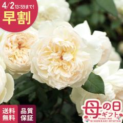 �_ ���� �^ ��̓� �v���[���g �o�� ���C�A�� �{���� �o�^�i�� 6���� �����o���� �������� ��̓��M�t�g �K�N �� ���A�� keb ���{�ԃL��