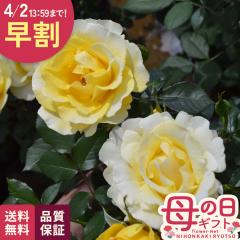 �_ ���� �^ ��̓� �v���[���g �o�� ���C�A�� �������h�D�\���C�� �o�^�i�� 6���� �����o���� �������� ��̓��M�t�g �K�N �� ���A�� keb