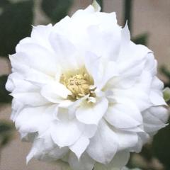 �\��̔� �N���}�`�X �c ��̂�낱�� �p�e���X���d�n �y��t���O���[���I���W�i���i�� 2�N���c 4.5���� oik 3����{�ȍ~����