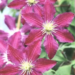 �N���}�`�X �c  �\���O�X �t�����_�n �y��t���O���[���I���W�i���i�� PVP 2�N���c 4.5���� oik