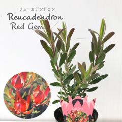 �\��̔� �����[�J�f���h���� ���b�h�W�F�� 13.5cm�|�b�g Red Gem �I�[�W�[�v�����c �c�� �Ԗ� ygc 5�����{�ȍ~����