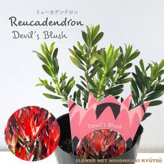�\��̔� �����[�J�f���h���� �f�r���Y�u���b�V�� 13.5cm�|�b�g Devil�fs Blush �I�[�W�[�v�����c �c�� �Ԗ� ygc 5�����{�ȍ~����
