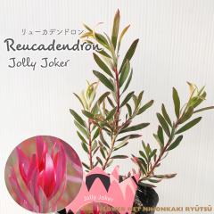 �\��̔� �����[�J�f���h���� �W�����[�W���[�J�[ 13.5cm�|�b�g Jorry Joker �I�[�W�[�v�����c �c�� �Ԗ� ygc 5�����{�ȍ~����
