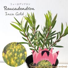 �\��̔� �����[�J�f���h���� �C���J�S�[���h 13.5cm�|�b�g Inca Gold �I�[�W�[�v�����c �c�� �Ԗ� ygc 5�����{�ȍ~����