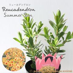 �\��̔� �����[�J�f���h���� �T�}�[�T�� 13.5cm�|�b�g Summer Sun �I�[�W�[�v�����c �c�� �Ԗ� ygc 5�����{�ȍ~����