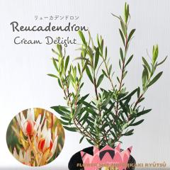 �\��̔� �����[�J�f���h���� �N���[���f���C�g 13.5cm�|�b�g Cream Delight �I�[�W�[�v�����c �c�� �Ԗ� ygc 5�����{�ȍ~����