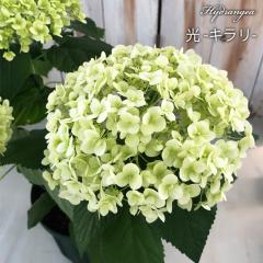 �\��̔� �A�W�T�C �A�i�x�� �L���� 13.5cm�|�b�g �n�C�h�����W�A �c �ԕc �c�� �������� ���z�� krt �S�����{�ȍ~���� �S�����{�ȍ~����