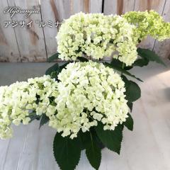 �\��̔� �A�W�T�C �A�i�x�� ���~�i 13.5cm�|�b�g �o�^�i�� �n�C�h�����W�A �c �ԕc �c�� �������� ���z�� krt �S�����{�ȍ~���� �S����