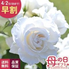 �_ ���� �^ ��̓� �v���[���g �o�� �h���� �A���i�v���i 6���� �������� ��̓��M�t�g �K�N �� ���A�� unu ���{�ԃL����