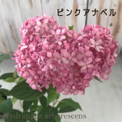 �A�W�T�C �s���N�̃A�i�x�� 10.5cm�|�b�g �o�^�i�� �n�C�h�����W�A �c �ԕc �c�� �������� ���z�� matu