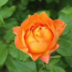 \̔ oc oc C^[vc nj[L o^i KN ΂  o c IW kso 2{ȍ~