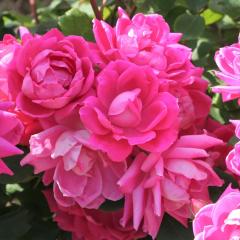 \̔ oc oc CA sN _u mbN AEg _i KN ΂  o c sN kso 2{ȍ~