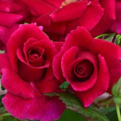 \̔ oc oc fBN\ uXgbN io^o蒆 KN ΂  o c sN kso 2{ȍ~