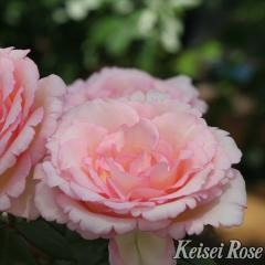 \̔ oc oc RfX C̗܁i邢̂Ȃ݂j o^i KN ΂  o c sN kso 2{ȍ~