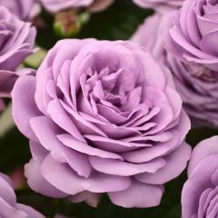 \̔ oc oc RfX JC_ u[ o^i KN ΂  o c  kso 2{ȍ~