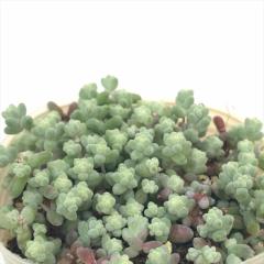 A sbZ_ ؗurtHE A Z_ 7.5cm|bg
