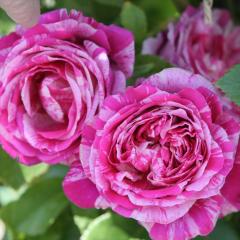 \̔ oc oc CA t{[Y oj[ o^i KN ΂  o c sN kso 2{ȍ~