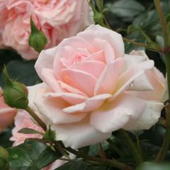 \̔ oc oc RfX K[f Iu [[Y o^i KN ΂  o c sN kso 2{ȍ~