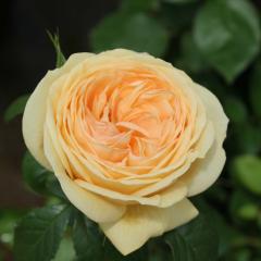 \̔ oc oc RfX eBbv gbv io^o蒆 KN ΂  o c F kso 2{ȍ~