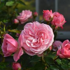 \̔ oc oc ^^E oCh o^i KN ΂  o c sN kso 2{ȍ~