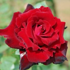 \̔ oc oc CA xTĈ΂ KN ΂  o c  kso 2{ȍ~