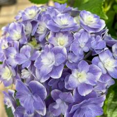 AWTC V 9cm|bg o^i nChWA c ԕc c  z gke