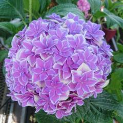 �\��̔� �A�W�T�C ���̏��_ 9cm�|�b�g �o�^�i�� �n�C�h�����W�A �c �ԕc �c�� �������� ���z�� gke 3�����{�ȍ~����