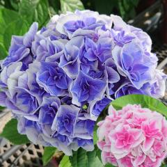 �\��̔� �A�W�T�C �����v�� 9cm�|�b�g �o�^�i�� �n�C�h�����W�A �c �ԕc �c�� �������� ���z�� gke 3�����{�ȍ~����