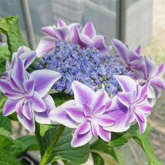 AWTC 鐝 9cm|bg o^i nChWA c ԕc c  z gke