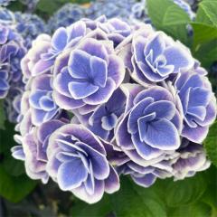 �A�W�T�C �V�Ƒ���_ 9cm�|�b�g �o�^�i�� �n�C�h�����W�A �c �ԕc �c�� �������� ���z�� gke