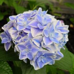 �\��̔� �A�W�T�C ���P 9cm�|�b�g �o�^�i�� �n�C�h�����W�A �c �ԕc �c�� �������� ���z�� gke 3�����{�ȍ~����