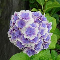 AWTC ٖPT 9cm|bg o^i nChWA c ԕc c  z gke